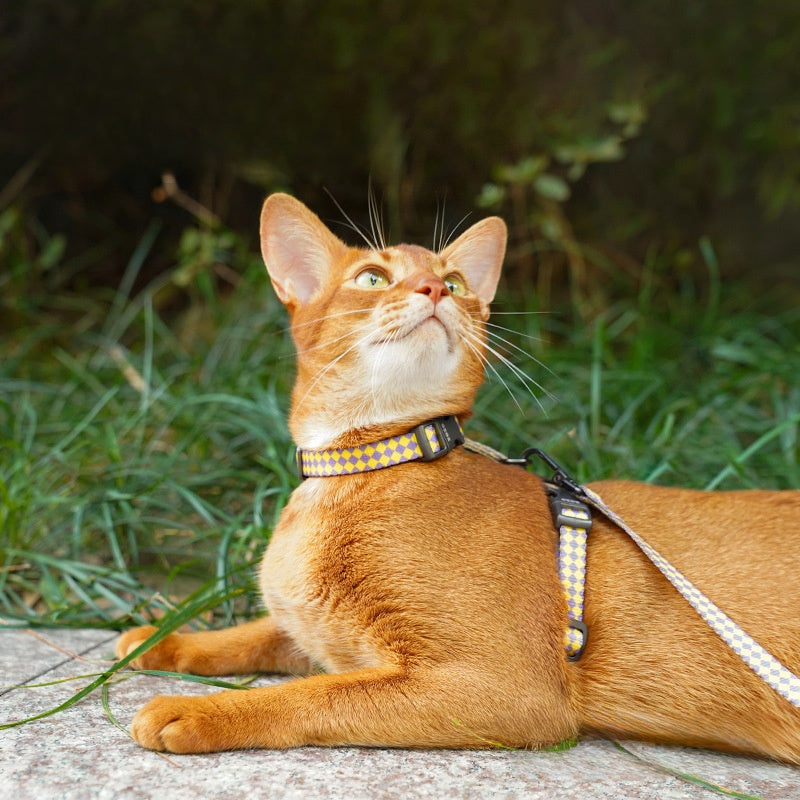 Checkmate Comfort Harness & Leash Set