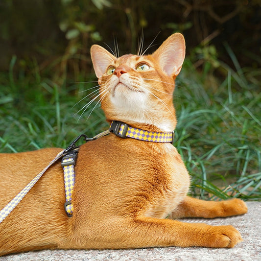Checkmate Comfort Harness & Leash Set